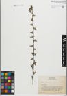 Foto von Salix geyeriana Andersson